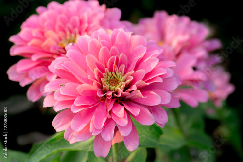 Fototapeta Naklejka Na Ścianę i Meble -  Beautiful flower,Pink flower background of flower.