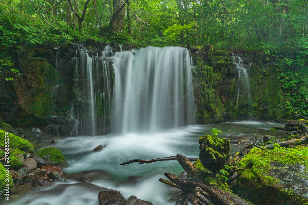 Fototapeta premium Świeża zieleń górskiego strumienia Aomori Prefecture Oirase