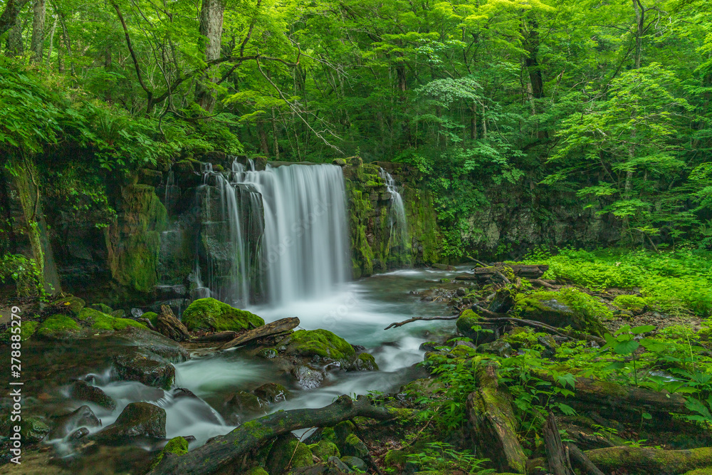 The fresh green of Aomori Prefecture Oirase mountain stream The fresh green of Aomori Prefecture Oirase mountain stream