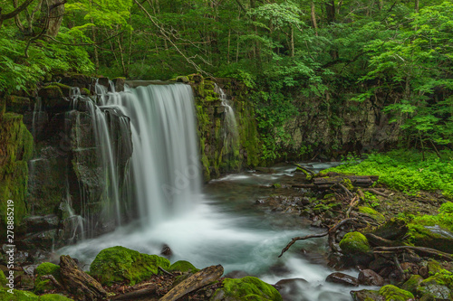 Fototapeta Naklejka Na Ścianę i Meble -  The fresh green of Aomori Prefecture Oirase mountain stream