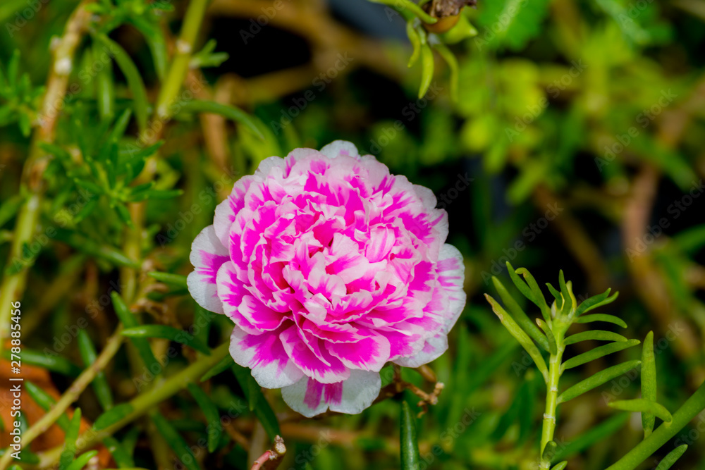 Beautiful flower,Pink flower background of flower.