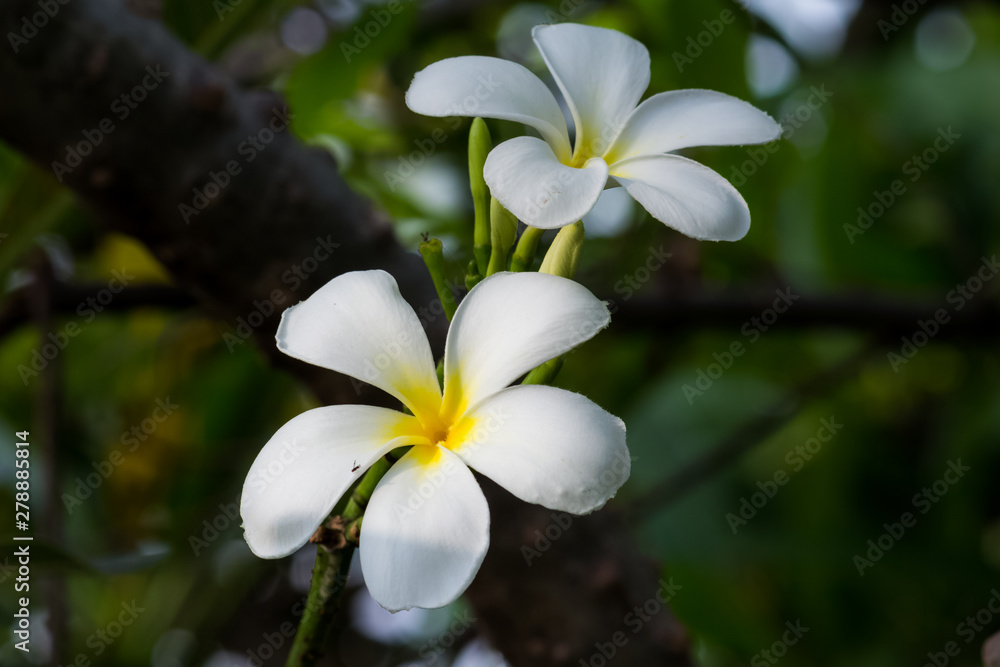 Fototapeta premium White plumeria on Plumeria leaves background.