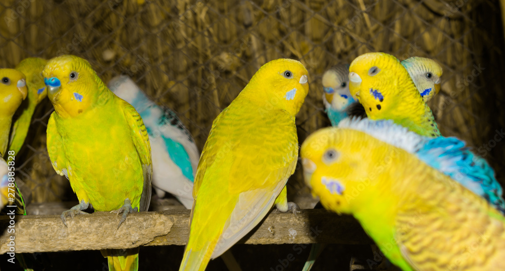 close up of colorful budgrigars in a cage