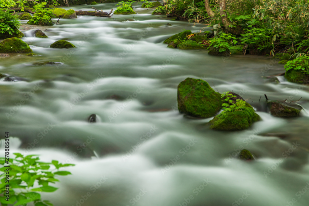 Fototapeta premium The fresh green of Aomori Prefecture Oirase mountain stream