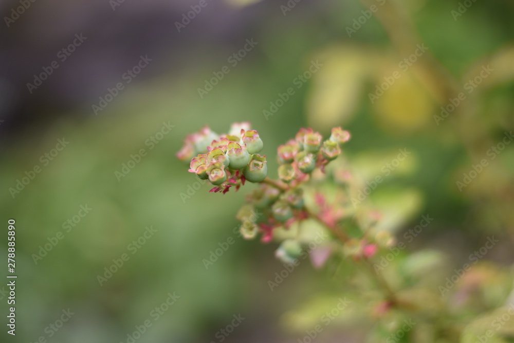 Unreife Heidelbeeren am Strauch (Vaccinium myrtillus)