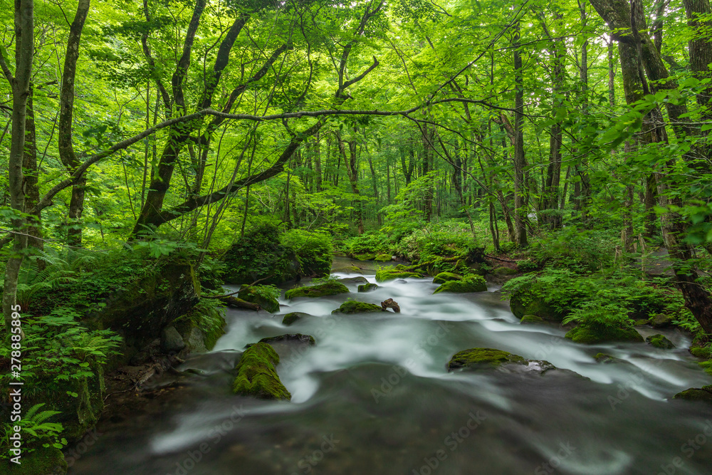 The fresh green of Aomori Prefecture Oirase mountain stream The fresh green of Aomori Prefecture Oirase mountain stream