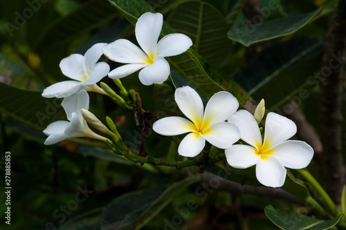 White plumeria on Plumeria leaves background.