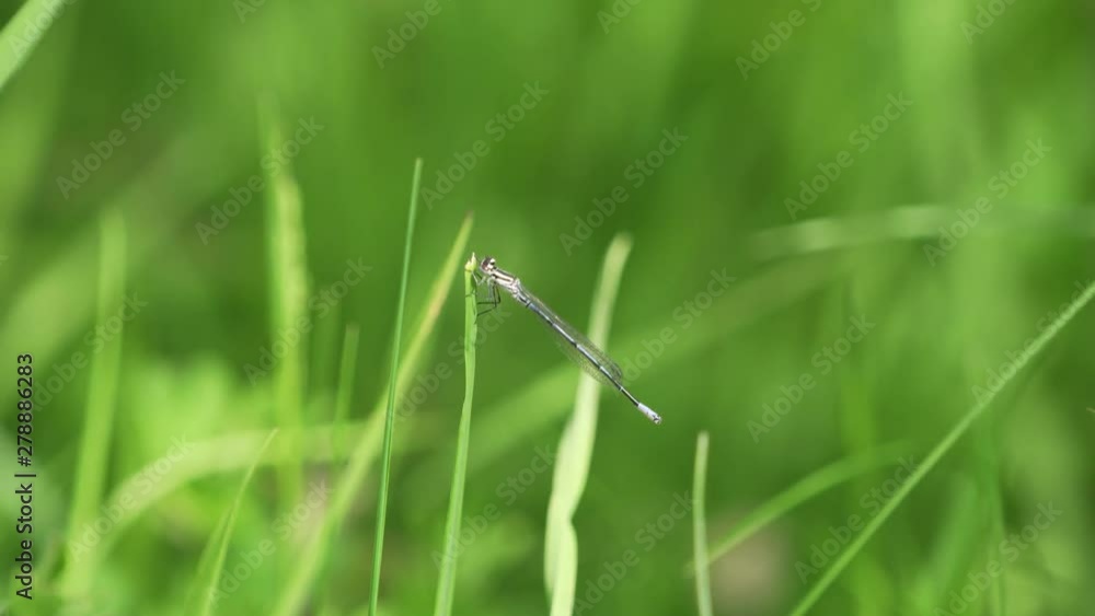Adragonfly in germany on a plant in spring