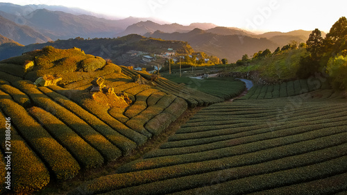 Oolong Tea Plantation, Alishan, Taiwan