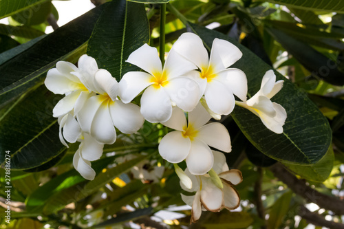 White plumeria on Plumeria leaves background.