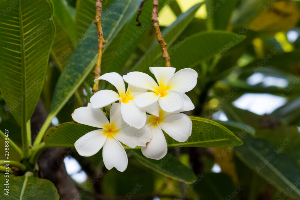 Fototapeta premium White plumeria on Plumeria leaves background.