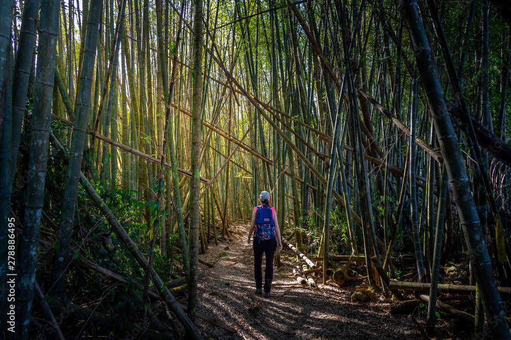 Hiker Girl in Bamboo Forest, Taiwan, Alishan Hiker Girl in Bamboo Forest, Taiwan, Alishan