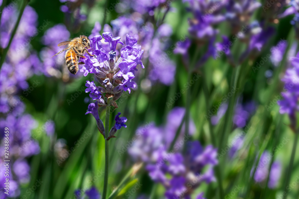Honey bee on lavender flower or blossom against a blur leaf and lavender background Honey bee on lavender flower or blossom against a blur leaf and lavender background