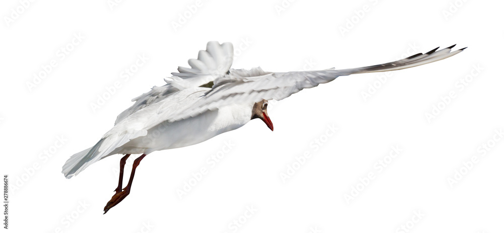 Obraz premium isolated black-headed small gull in flight