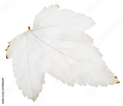 light black current leaf skeleton on white