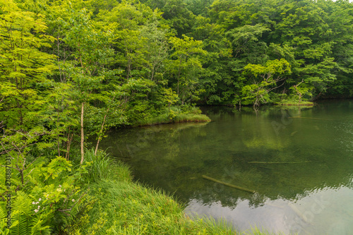 Oirase mountain stream in early summer