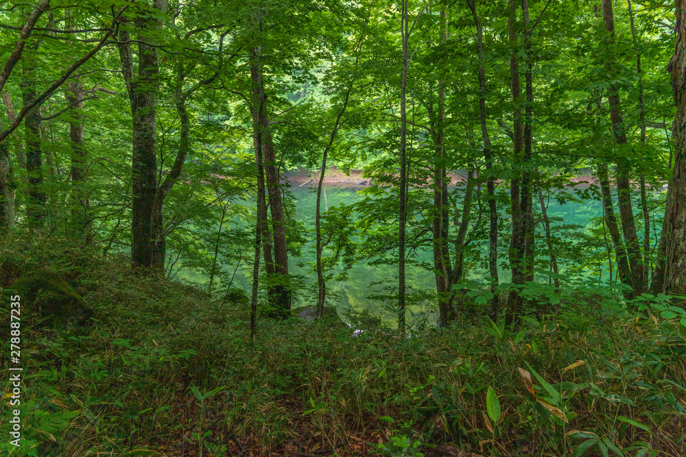 Fototapeta premium Oirase mountain stream in early summer