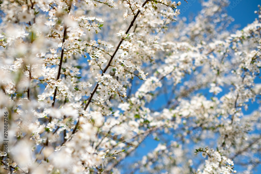 flowers in spring flowers in spring