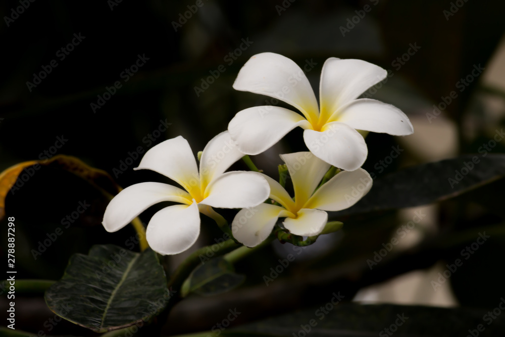 Fototapeta premium Plumeria on Plumeria leaves background.