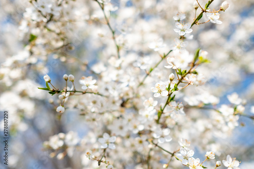 flowers in spring © Dimitar