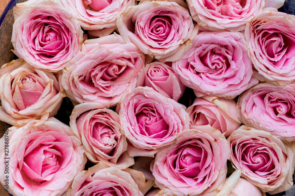 Pink roses as background texture. Pink roses as background texture.