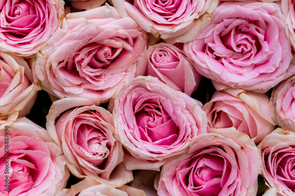 Pink roses as background texture. Pink roses as background texture.