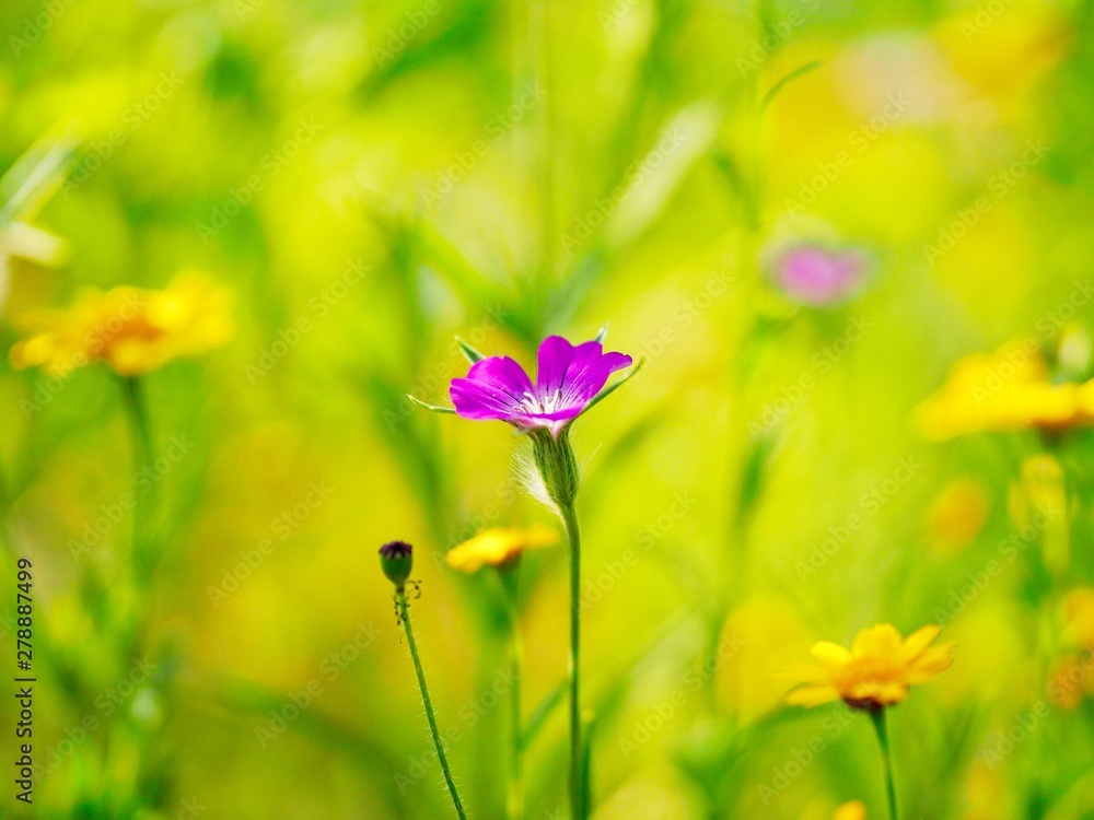 Obraz premium flowers in a field