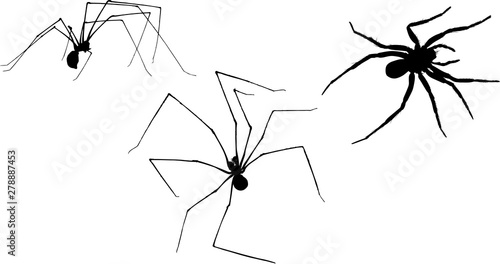 three black spiders silhouettes on white illustration
