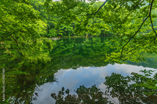 The fresh green of Aomori Prefecture Hakkoda