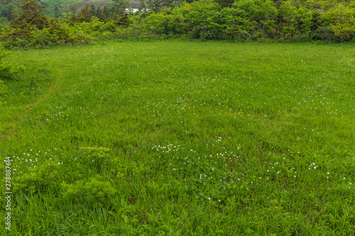 The fresh green of Aomori Prefecture Hakkoda