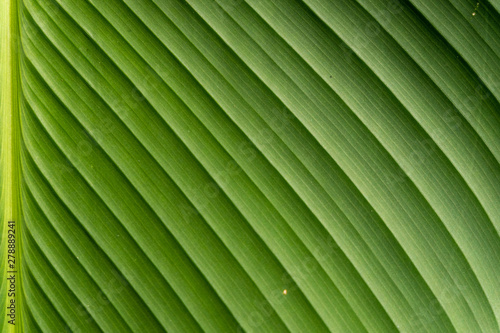 Macro photography of texture on leaf.