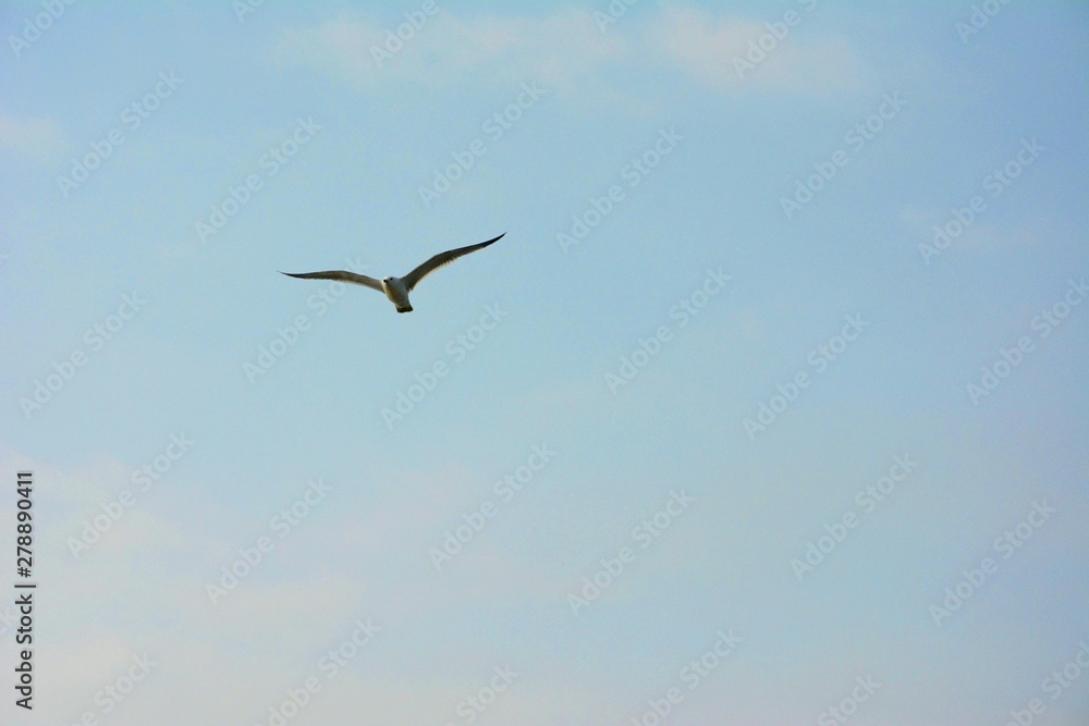Obraz premium seagull flying in the blue sky
