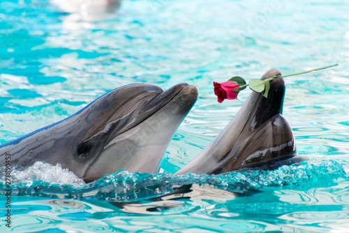 Two dolphins swim in the pool with rose in lips