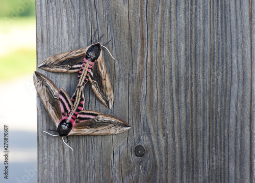 two moths pairing on wooden board sphinx ligustri photo