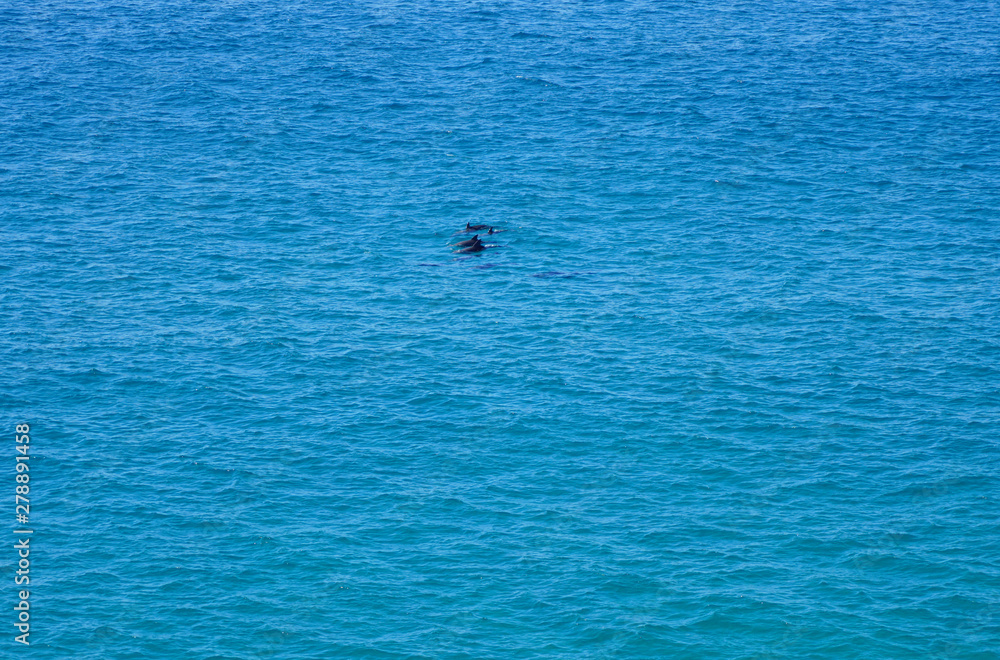 Fototapeta premium View of dolphins in the water by Dolphin Point in the Noosa National Park in Noosa, Sunshine Coast, Queensland, Australia