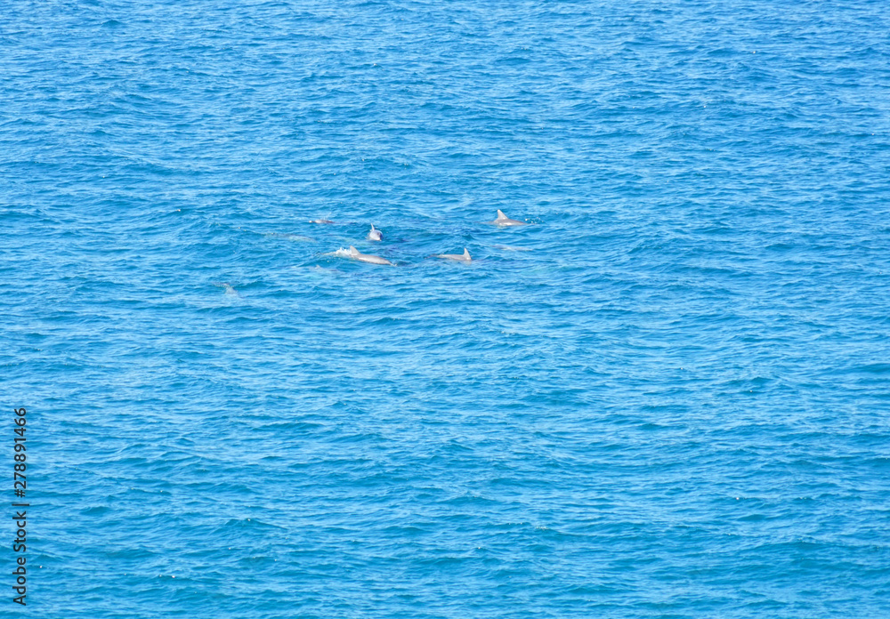 Fototapeta premium View of dolphins in the water by Dolphin Point in the Noosa National Park in Noosa, Sunshine Coast, Queensland, Australia