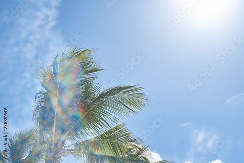 palm tree against blue sky