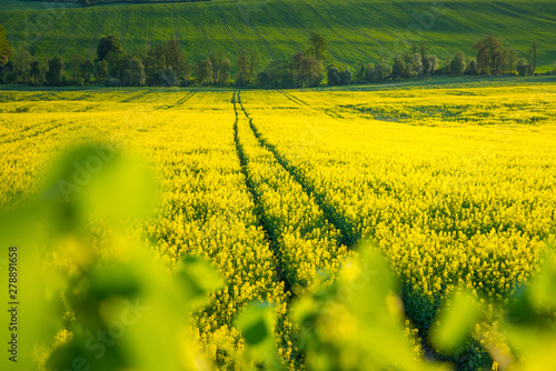Road in Yellow colza field. Beautiful spring wallpaper