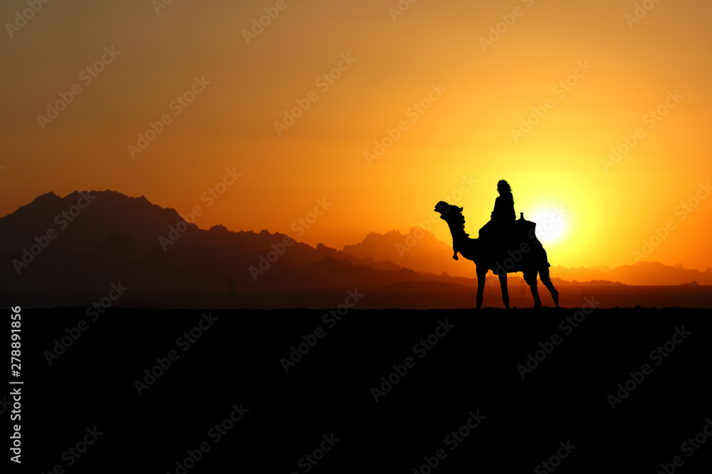 Kamel in der Wüste bei traumhaftem Sonnenuntergang