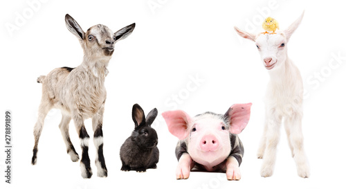 Cute little farm animals standing together isolated on white background © sonsedskaya