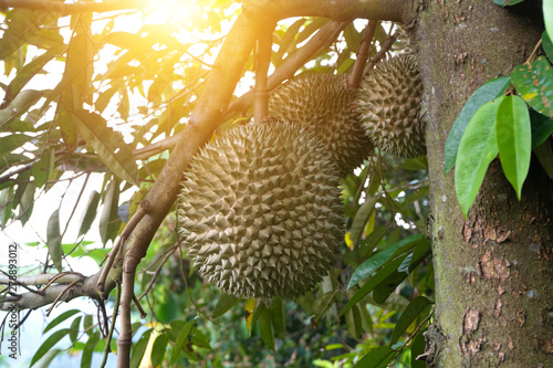 Obraz na płótnie black thorn durian on tree