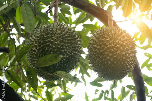 black thorn durian on tree