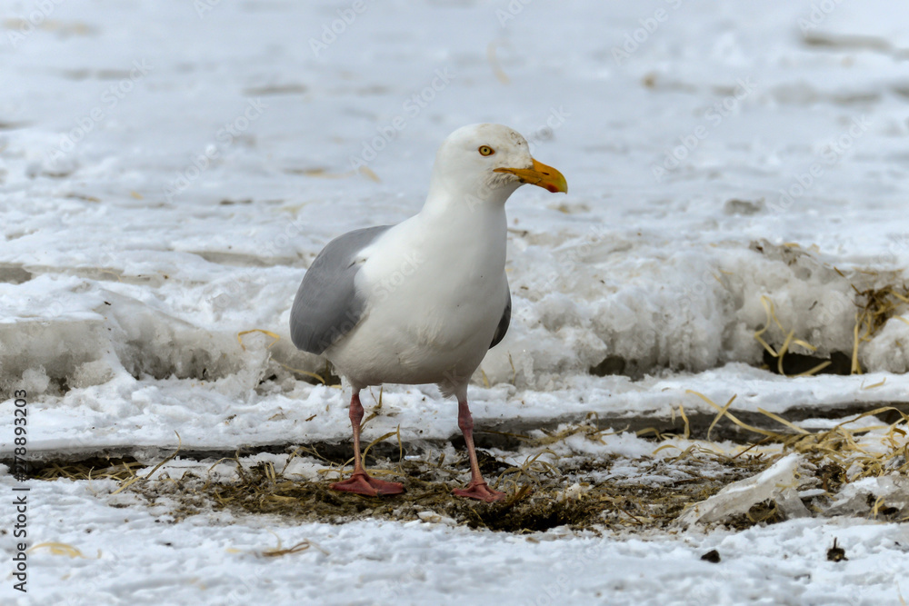 Fototapeta premium Goéland bourgmestre,.Larus hyperboreus, Glaucous Gull