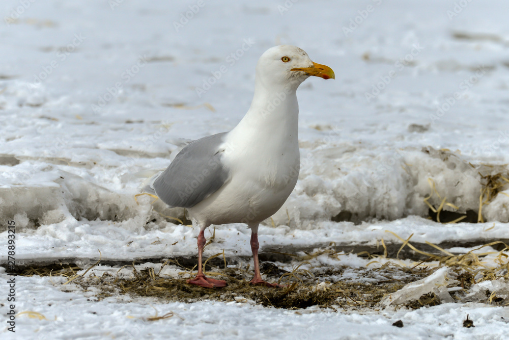 Goéland bourgmestre,.Larus hyperboreus, Glaucous Gull Goéland bourgmestre,.Larus hyperboreus, Glaucous Gull