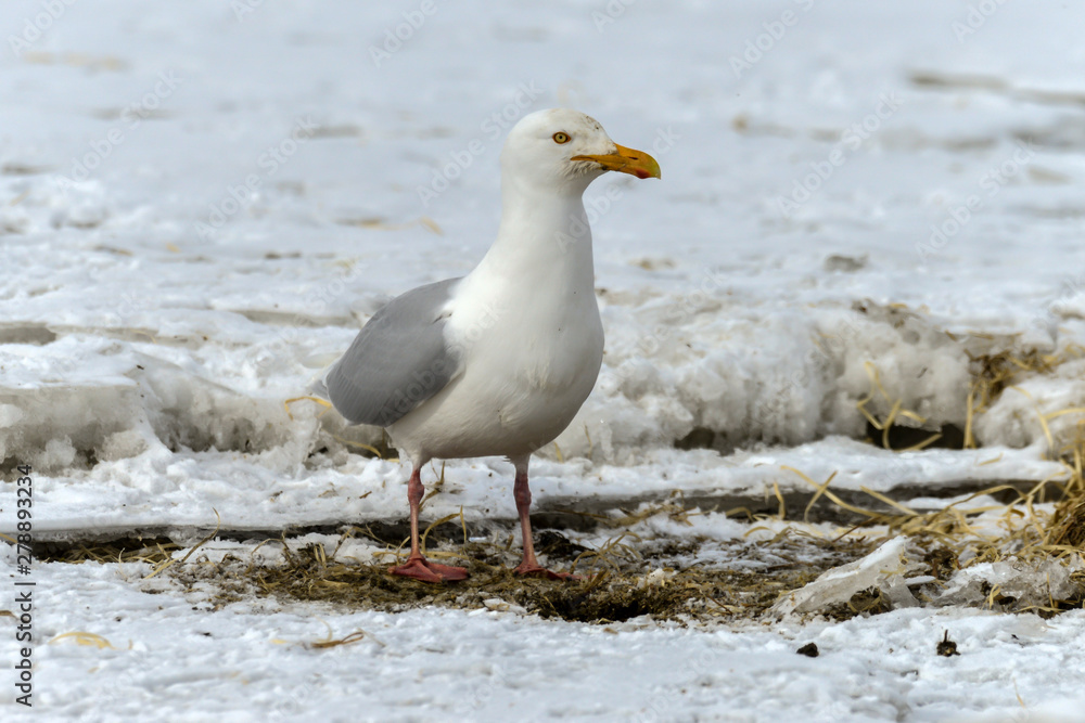 Goéland bourgmestre,.Larus hyperboreus, Glaucous Gull Goéland bourgmestre,.Larus hyperboreus, Glaucous Gull