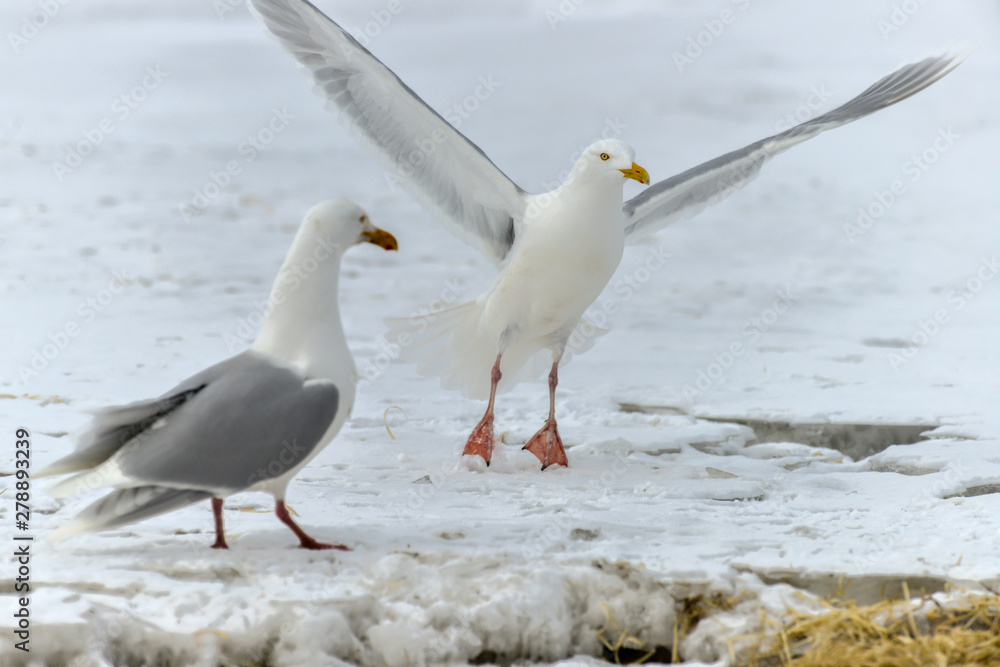 Goéland bourgmestre,.Larus hyperboreus, Glaucous Gull Goéland bourgmestre,.Larus hyperboreus, Glaucous Gull
