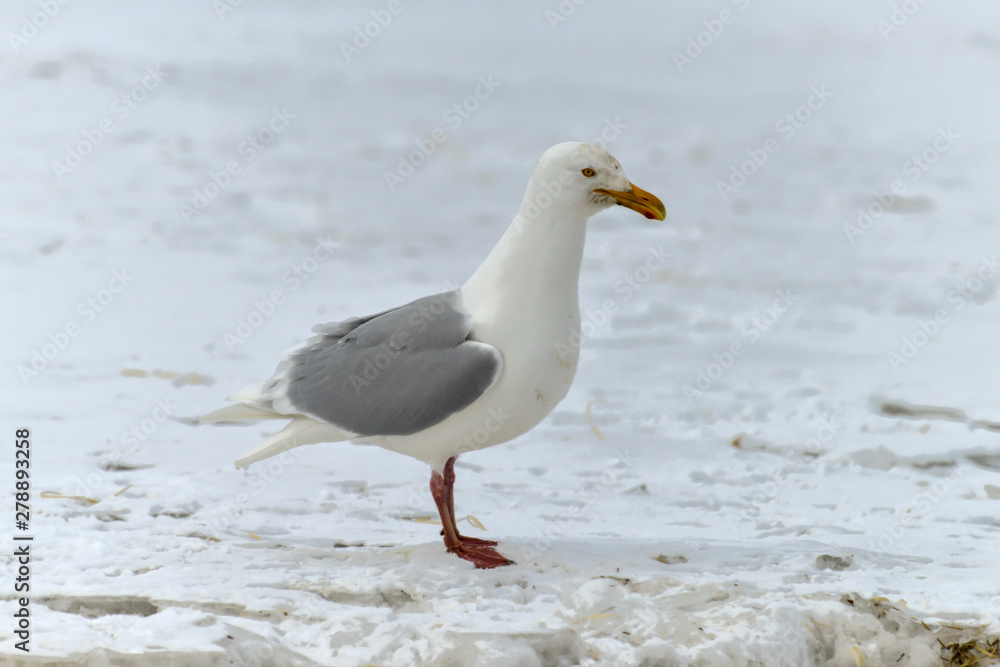 Goéland bourgmestre,.Larus hyperboreus, Glaucous Gull Goéland bourgmestre,.Larus hyperboreus, Glaucous Gull
