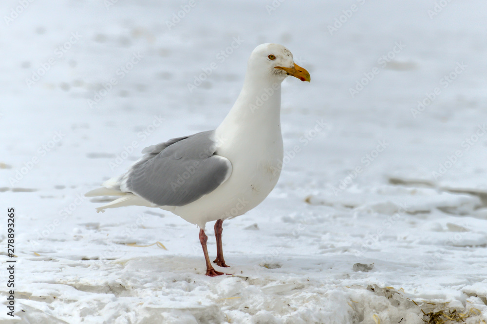 Goéland bourgmestre,.Larus hyperboreus, Glaucous Gull