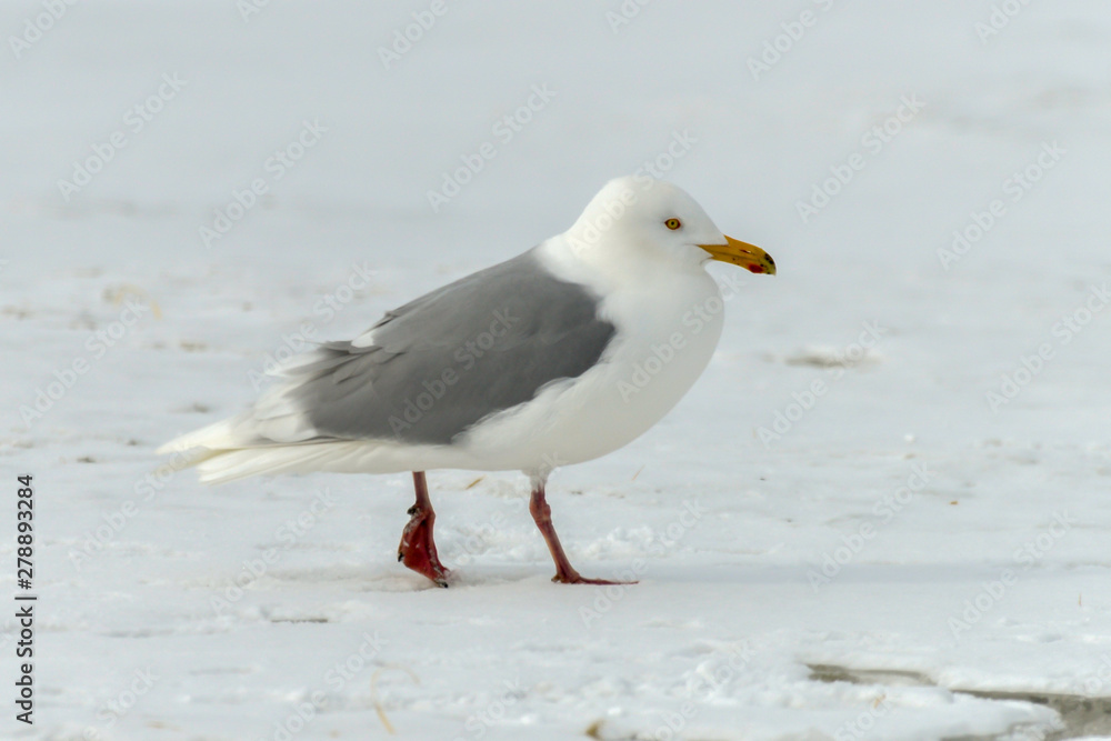 Goéland bourgmestre,.Larus hyperboreus, Glaucous Gull Goéland bourgmestre,.Larus hyperboreus, Glaucous Gull