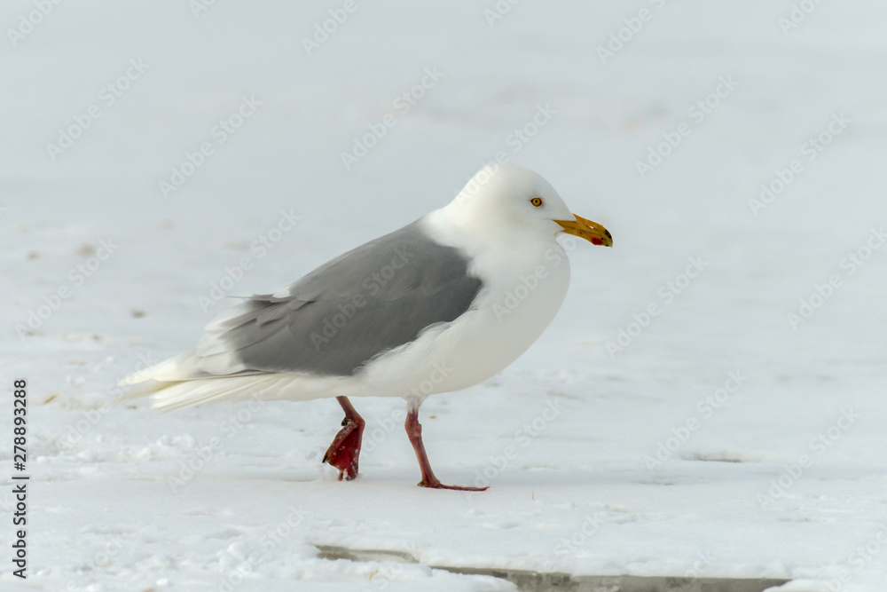 Goéland bourgmestre,.Larus hyperboreus, Glaucous Gull